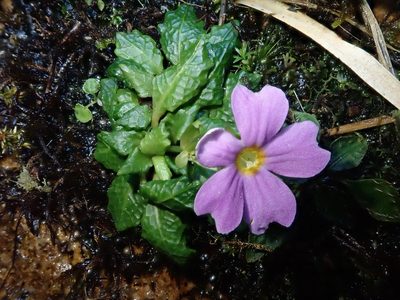 Primula petelotii, photographed by Nolan Exe