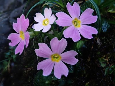 Primula petelotii, photographed by Nolan Exe