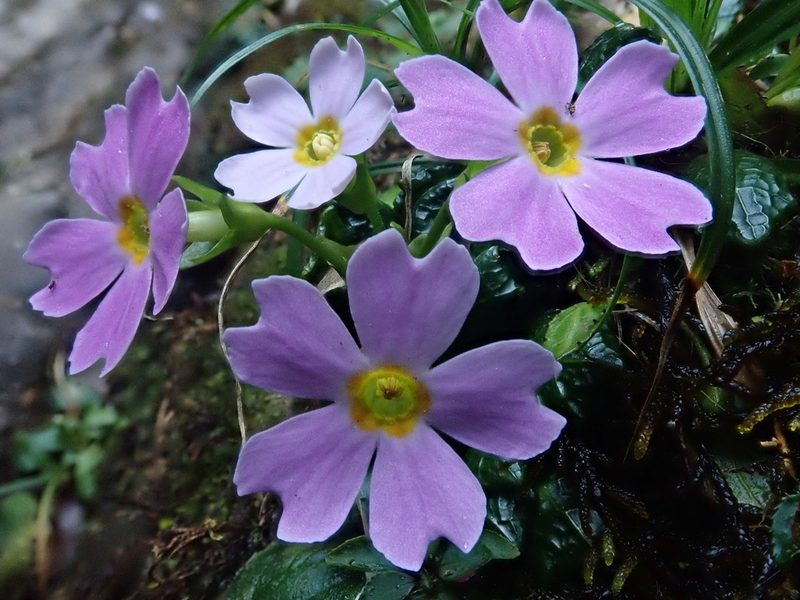 Primula petelotii, photographed by Nolan Exe