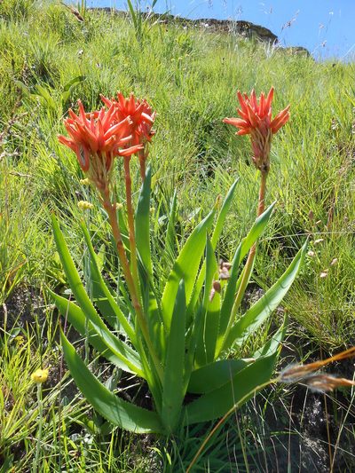 Aloe boylei, photographed by Hlengiwe Mtshali