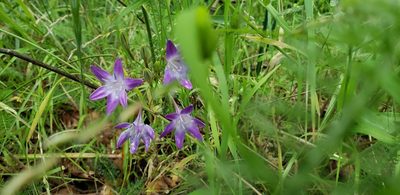 Triteleia bridgesii, photographed by Rosie Yacoub