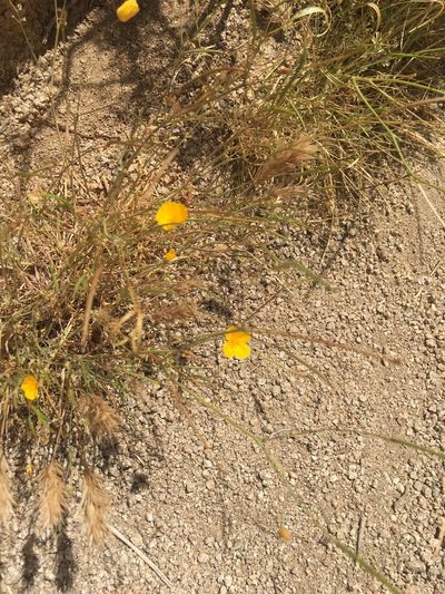 Eschscholzia androuxii, photographed by Nina