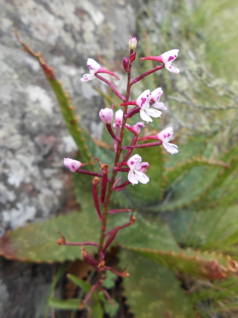Disa saxicola, photographed by Hlengiwe Mtshali