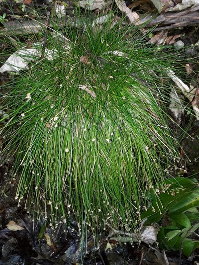 Isolepis pottsii, photographed by Leon Perrie