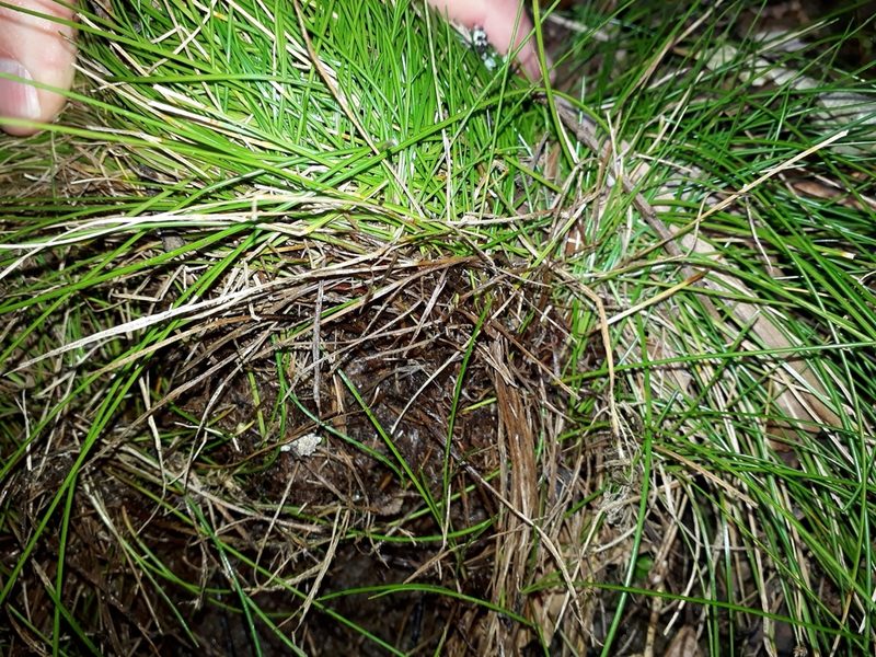 Isolepis pottsii, photographed by Leon Perrie