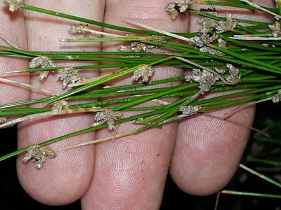 Isolepis pottsii, photographed by Leon Perrie