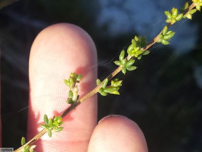 Aspalathus serpens, photographed by Chris Vynbos