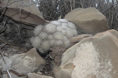 Mammillaria plumosa, photographed by Juan Cruzado Cortés