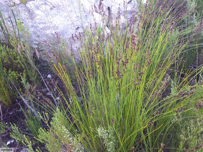 Elegia hookeriana, photographed by Chris Vynbos