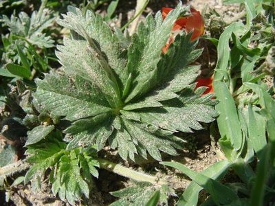 Potentilla ehrenbergiana, photographed by Alexis López Hernández