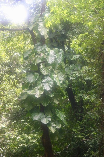 Philodendron pterotum, photographed by Andrew Meeds