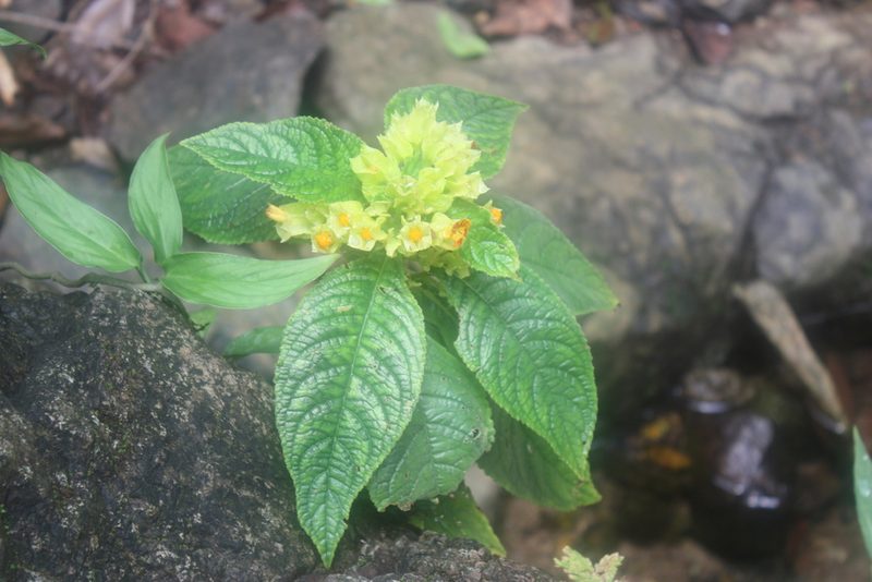 Chrysothemis friedrichsthaliana, photographed by Andrew Meeds