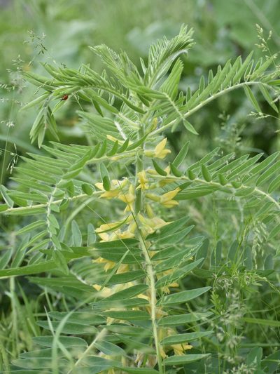 Astragalus sieversianus, photographed by Kudaibergen Amirekul
