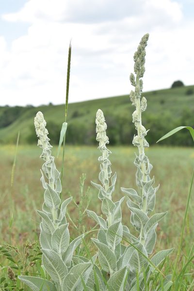 Verbascum songaricum, photographed by Kudaibergen Amirekul