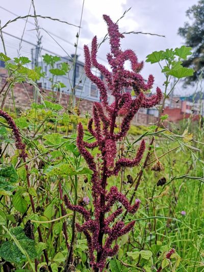 Amaranthus caudatus, photographed by Andrés Ramírez-Barrera