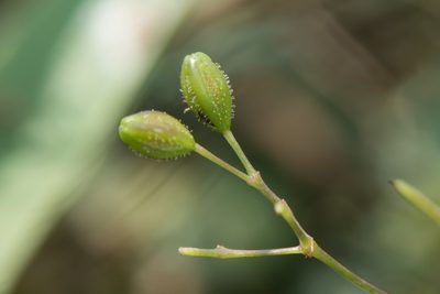 Boerhavia glabrata, photographed by Cheng-Tao Lin