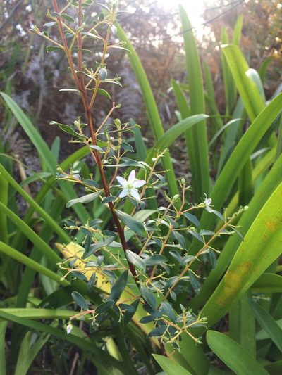 Agathosma betulina, photographed by Jeremy Gilmore