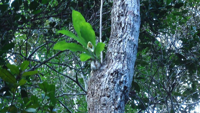 Catasetum macrocarpum, photographed by russiannaturalistbrazil