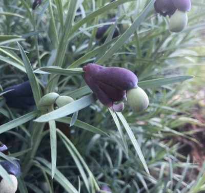Podocarpus drouynianus, photographed by Ann Bentley