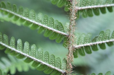 Dryopteris affinis, photographed by jfgodeau