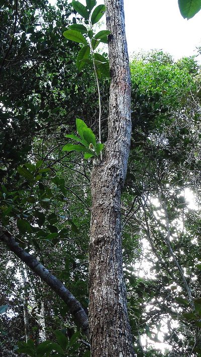 Catasetum macrocarpum, photographed by russiannaturalistbrazil