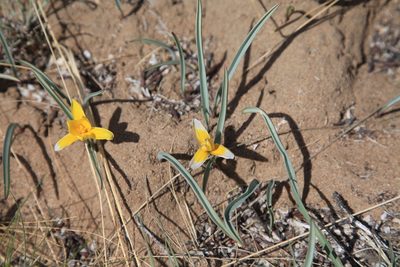 Tulipa uniflora, photographed by Svyatoslav Knyazev