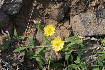Ixeris japonica, photographed by Cheng-Tao Lin