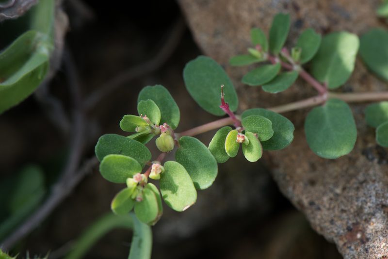 Euphorbia taihsiensis, photographed by Cheng-Tao Lin