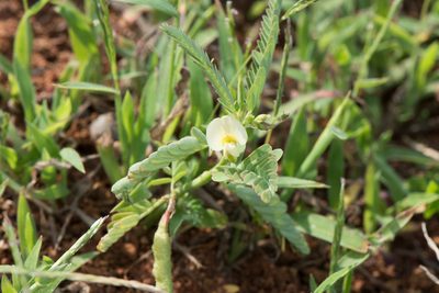 Aeschynomene indica, photographed by Cheng-Tao Lin