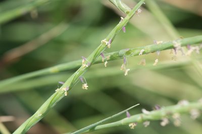 Lepturus repens