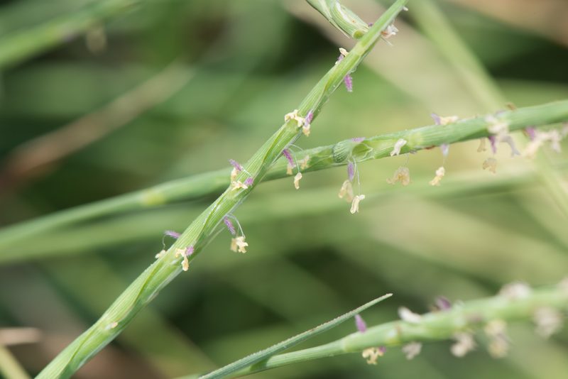 Lepturus repens, photographed by Cheng-Tao Lin