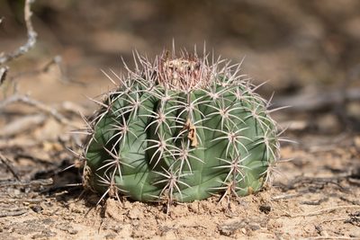 Melocactus curvispinus, photographed by Cullen Hanks