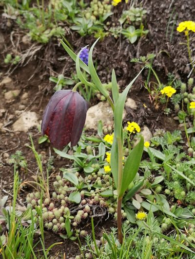 Fritillaria latifolia, photographed by Todd Boland