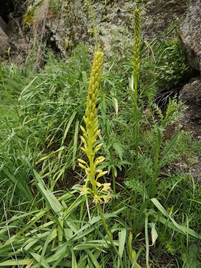 Eremurus spectabilis, photographed by Todd Boland