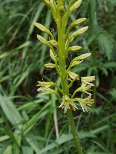 Eremurus spectabilis, photographed by Todd Boland