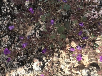 Phacelia pulchella, photographed by Stephanie Taylor