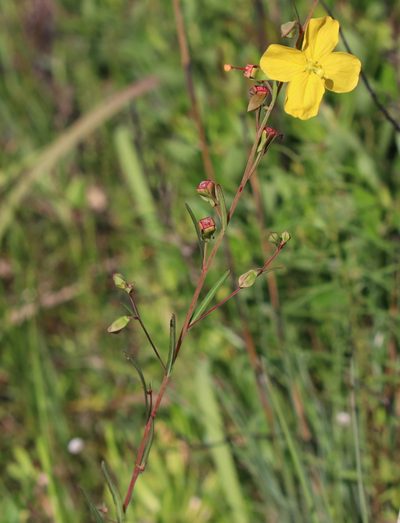 Ludwigia virgata, photographed by Lauren McLaurin