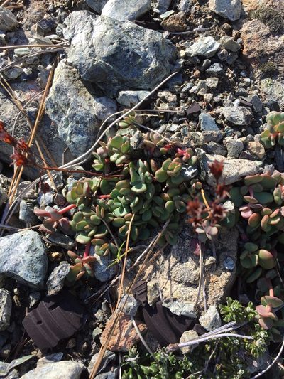 Sedum laxum, photographed by Trevor Schalla