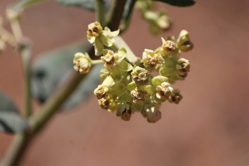 Asclepias similis, photographed by José Belem Hernández Díaz