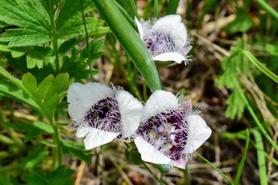 Calochortus elegans, photographed by marek