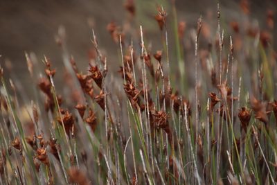 Staberoha distachyos, photographed by Tony Rebelo