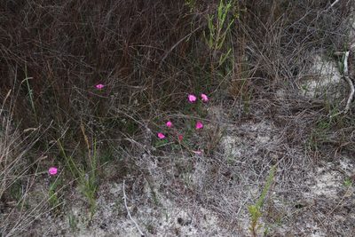 Oxalis eckloniana, photographed by Tony Rebelo
