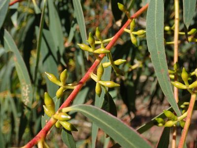 Eucalyptus viminalis, photographed by coenobita