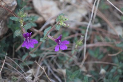 Cuphea aequipetala, photographed by José Belem Hernández Díaz