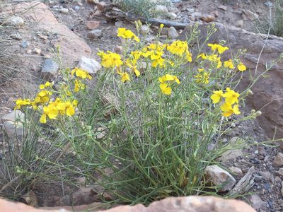 Psilostrophe sparsiflora, photographed by Carrie Seltzer