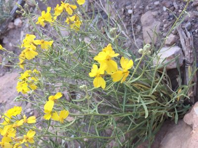 Psilostrophe sparsiflora, photographed by Carrie Seltzer