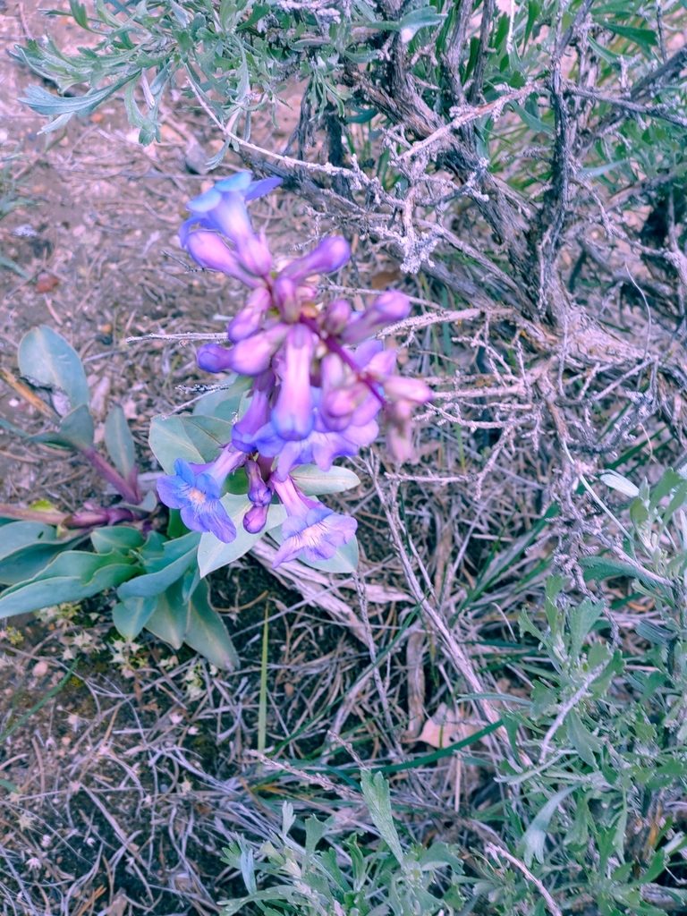 Penstemon osterhoutii, photographed by Mighty Epiphyte