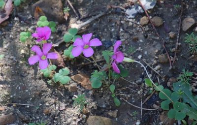 Oxalis eckloniana, photographed by Tony Rebelo