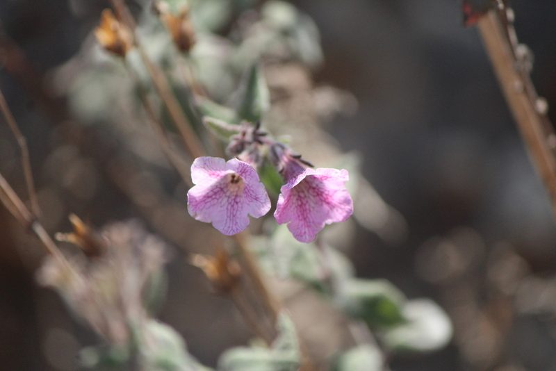 Nama sericea, photographed by José Belem Hernández Díaz