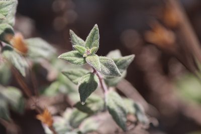 Nama sericea, photographed by José Belem Hernández Díaz